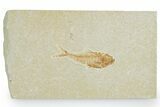 Juvenile Fossil Fish (Diplomystus) - Wyoming #357663-1
